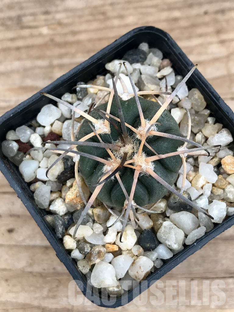 SHPR8522 Gymnocalycium spegazzinii var. major