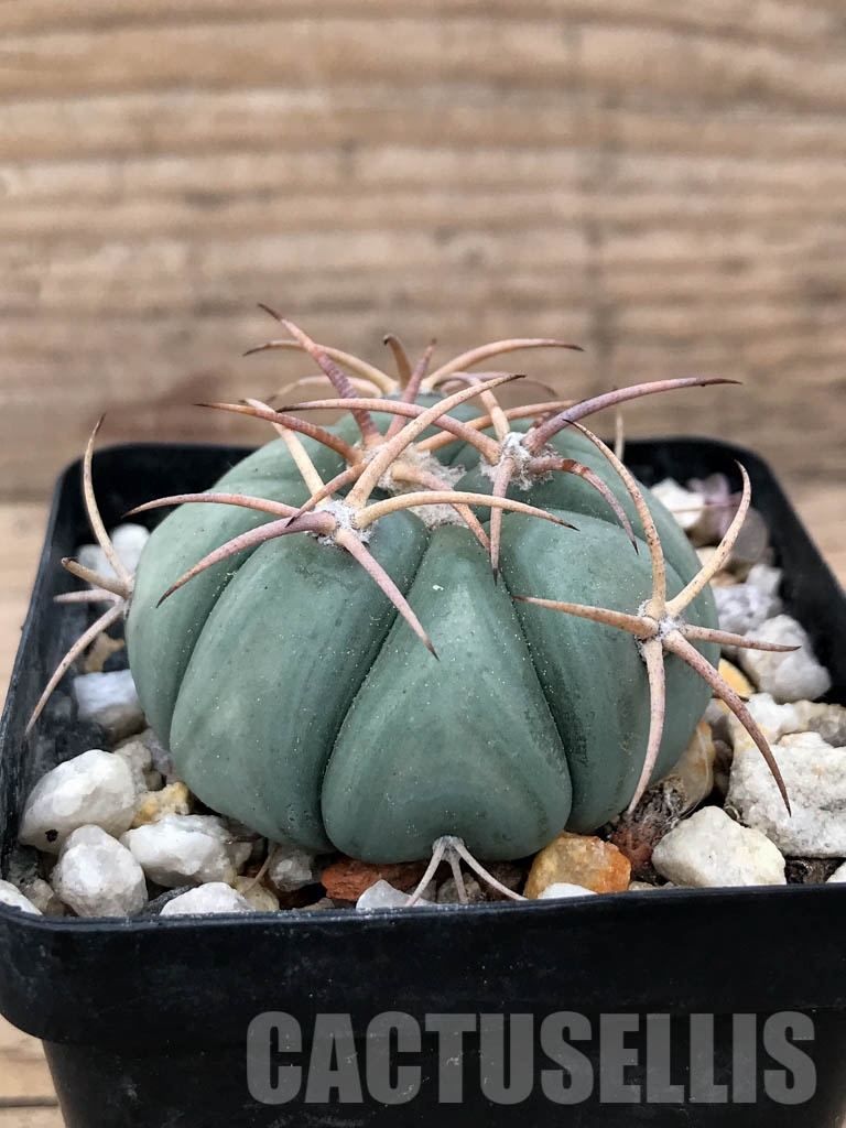 SHPR8523 Echinocactus horizonthalonius LM 820 – Image 2