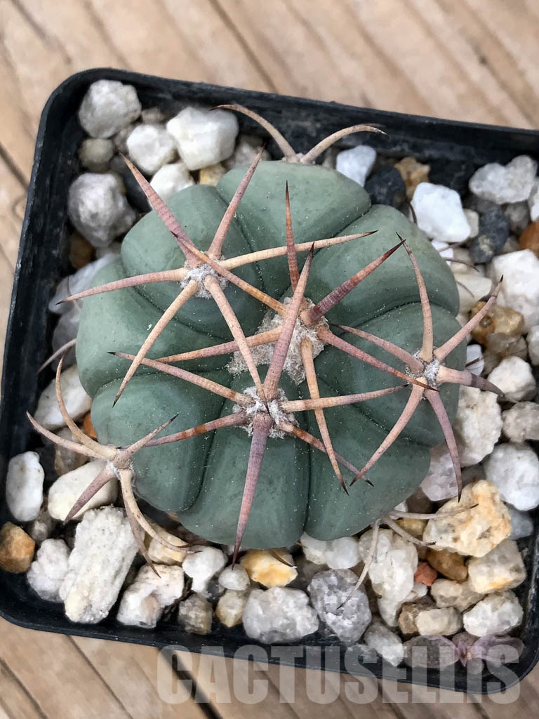 SHPR8523 Echinocactus horizonthalonius LM 820
