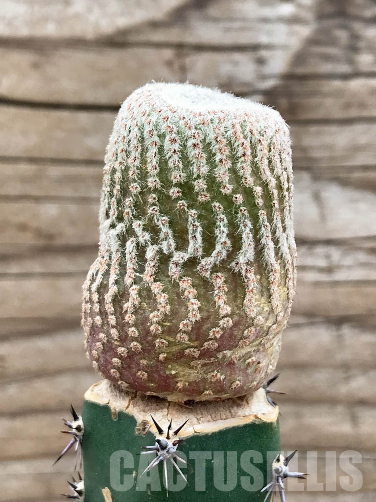 SHPR8529 Yavia cryptocarpa - Obrázek 2