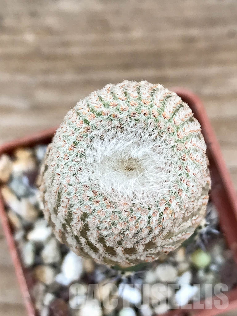 SHPR8529 Yavia cryptocarpa - Obrázek 3