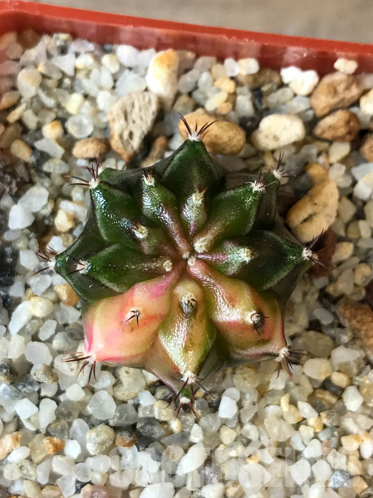 SHPR8531 Gymnocalycium friedrichii hybrid variegated - Imagen 5