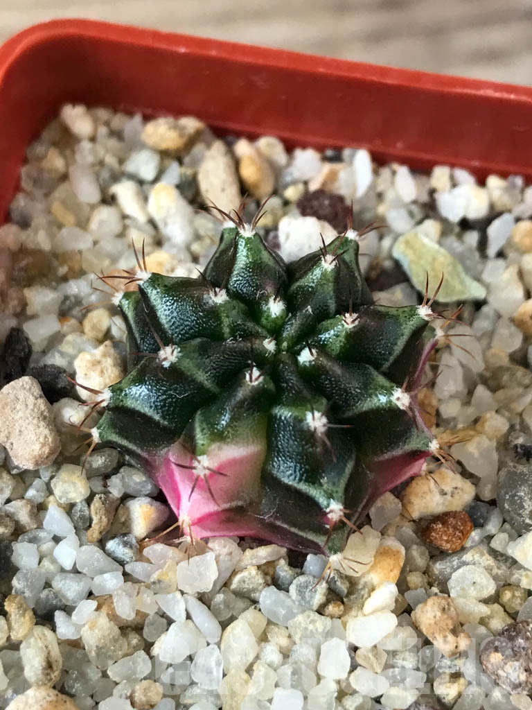 SHPR8531 Gymnocalycium friedrichii hybrid variegated - Imagen 6