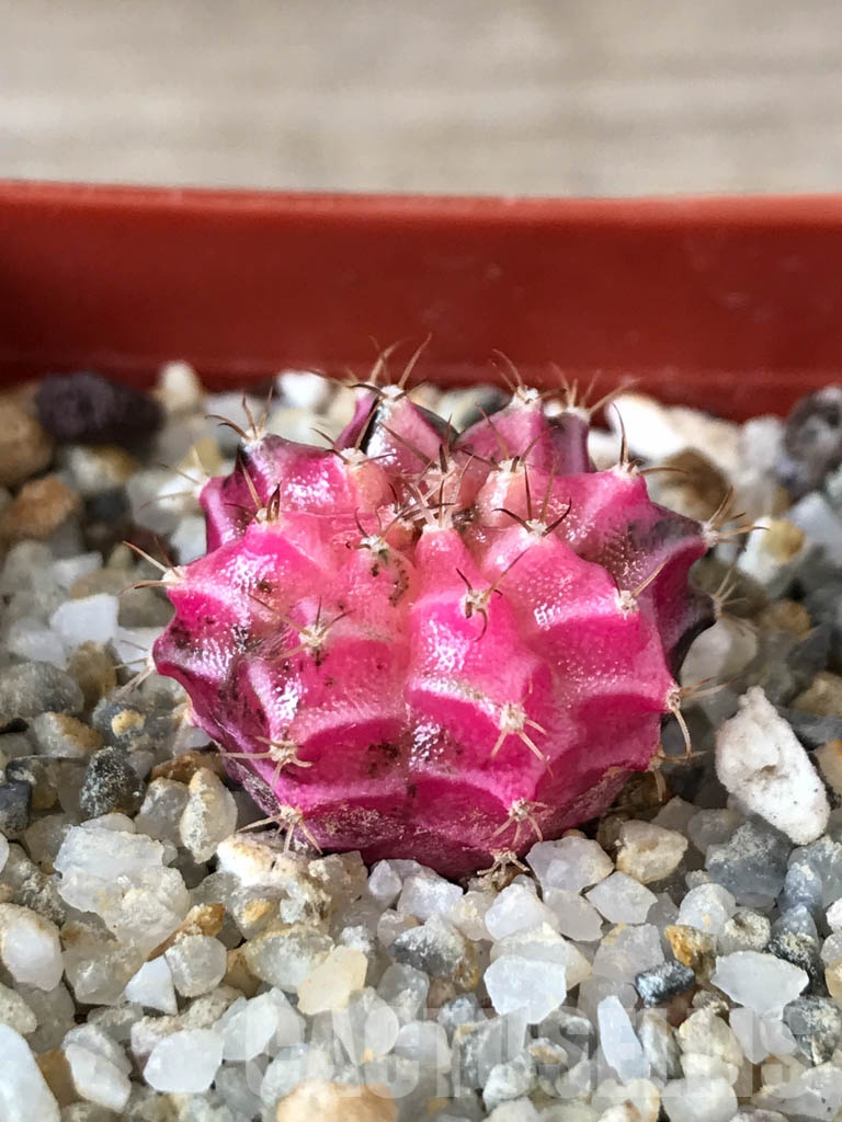 SHPR8533 Gymnocalycium friedrichii hybrid variegated - Obrázek 2