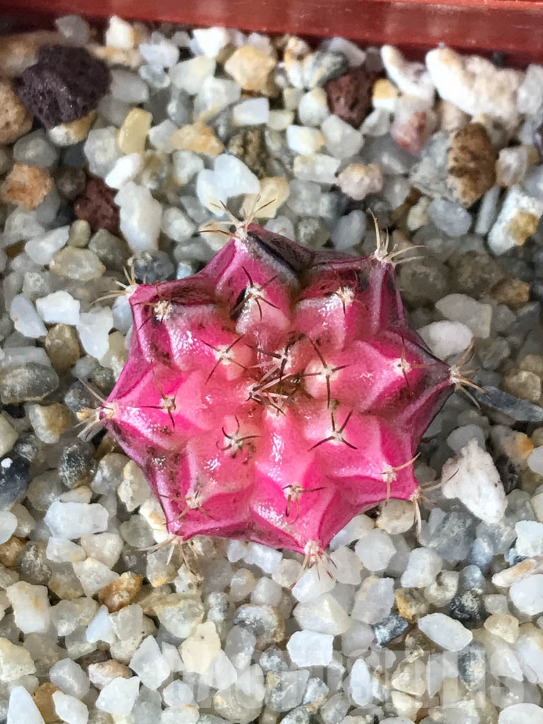 SHPR8533 Gymnocalycium friedrichii hybrid variegated - Obrázek 3