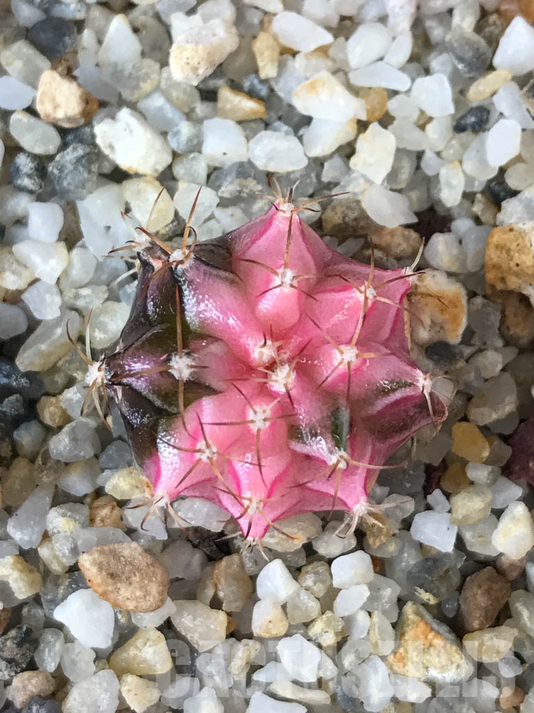 SHPR8533 Gymnocalycium friedrichii hybrid variegated - Obrázek 4