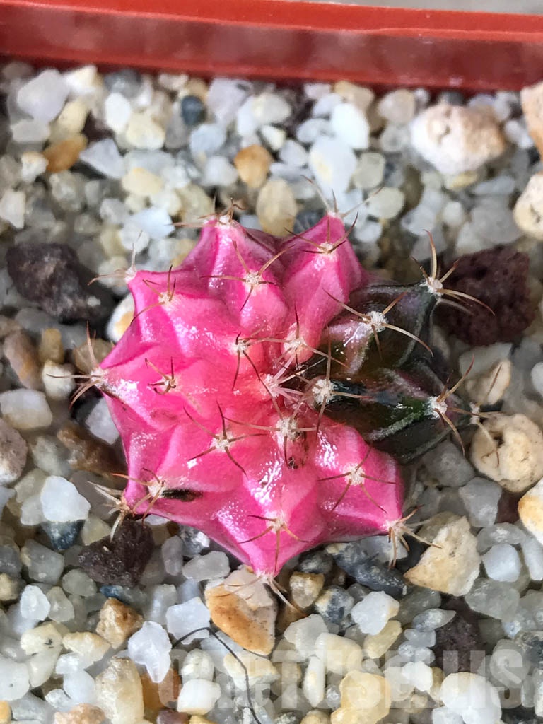 SHPR8533 Gymnocalycium friedrichii hybrid variegated
