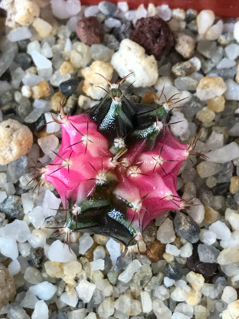 SHPR8533 Gymnocalycium friedrichii hybrid variegated - Obrázek 6