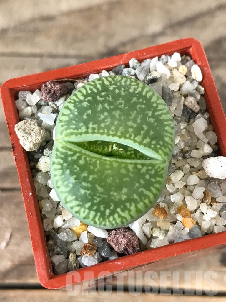 SHPR8536 Lithops aucampiae ssp. aucampiae cv. Bella ketty