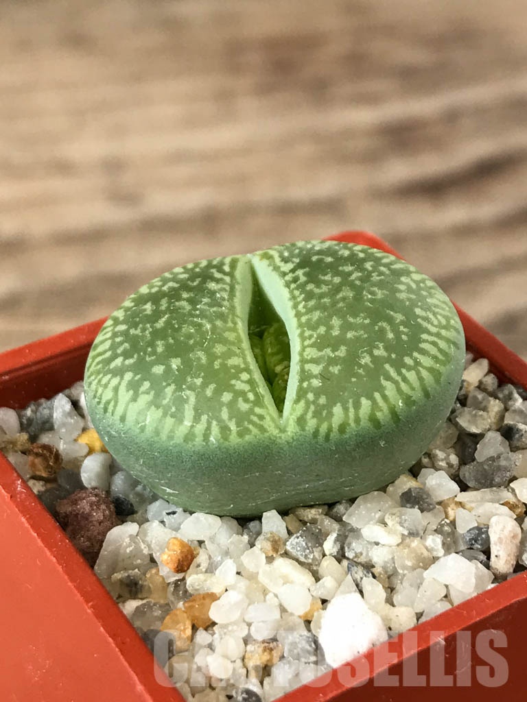 SHPR8536 Lithops aucampiae ssp. aucampiae cv. Bella ketty - Obrázek 3