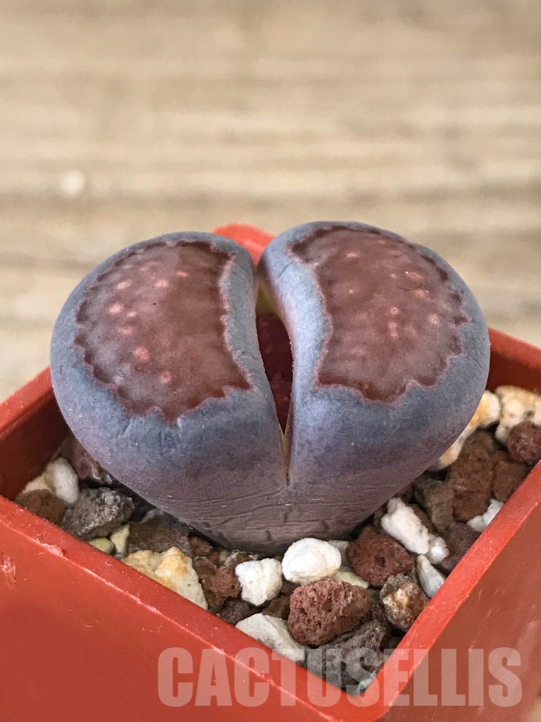 SHPR8538 Lithops salicola cv. Bacchus x hallii x jullii – Bild 2