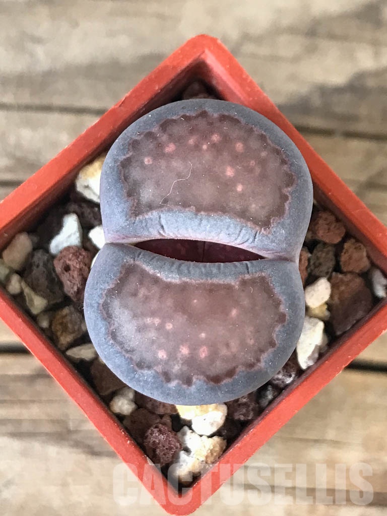 SHPR8538 Lithops salicola cv. Bacchus x hallii x jullii