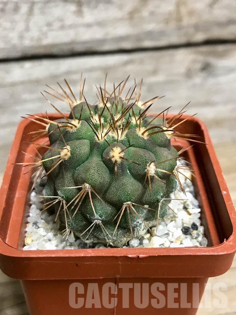 SHPR8539 Copiapoa gigantea, 15 km North of Taltal