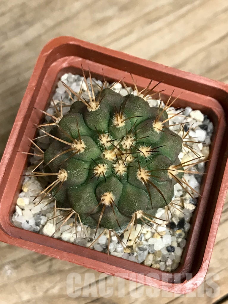 SHPR8539 Copiapoa gigantea, 15 km North of Taltal – Bild 3
