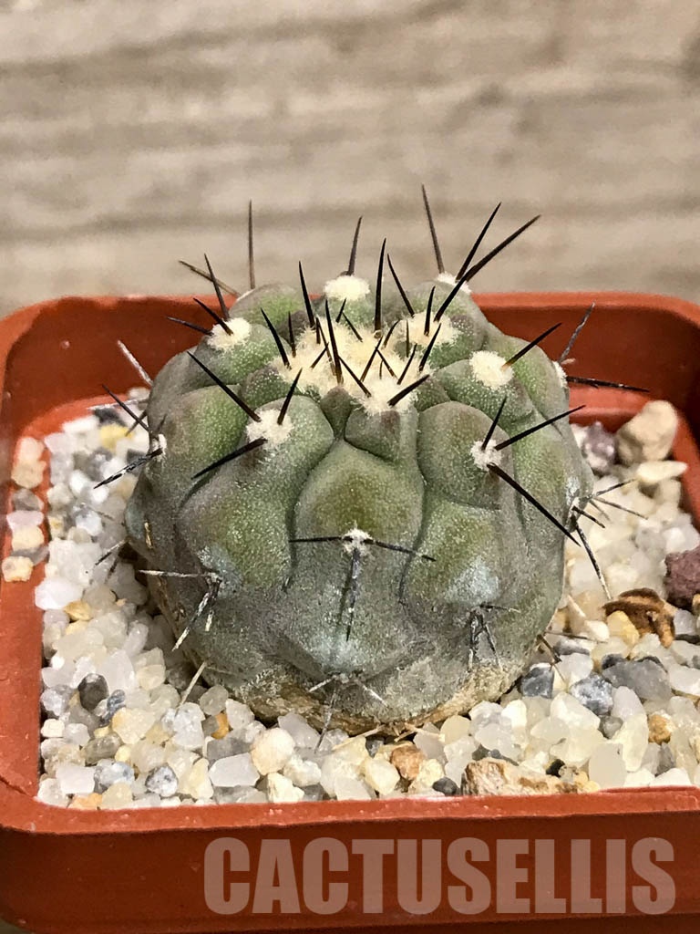 SHPR8544 Copiapoa cinerea subs. columna-alba - Obrázek 2