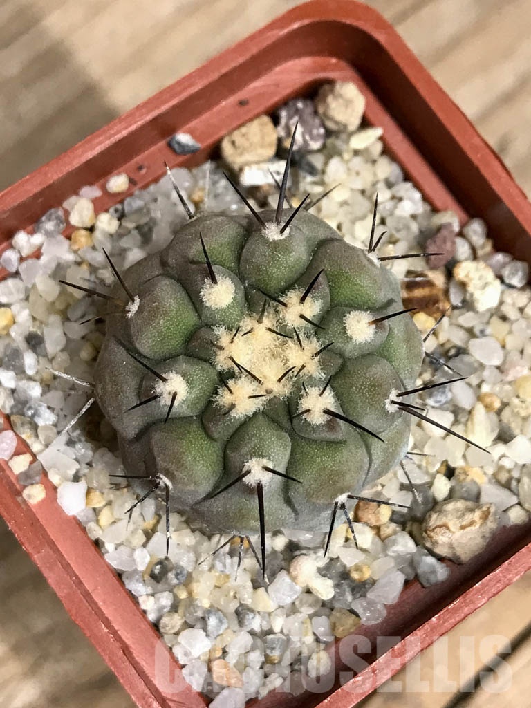 SHPR8544 Copiapoa cinerea subs. columna-alba