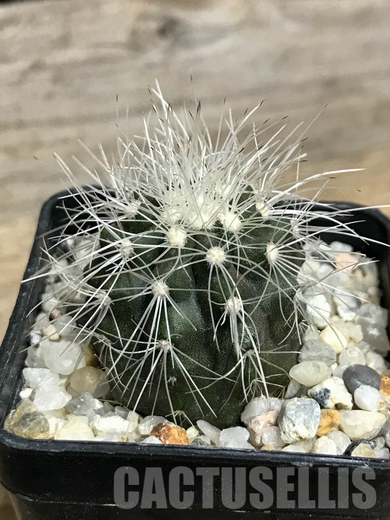 SHPR8550 Copiapoa krainziana, San Ramon