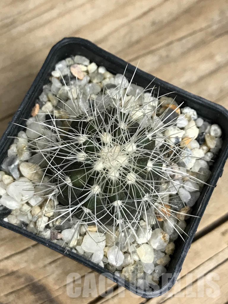 SHPR8550 Copiapoa krainziana, San Ramon - immagine 3