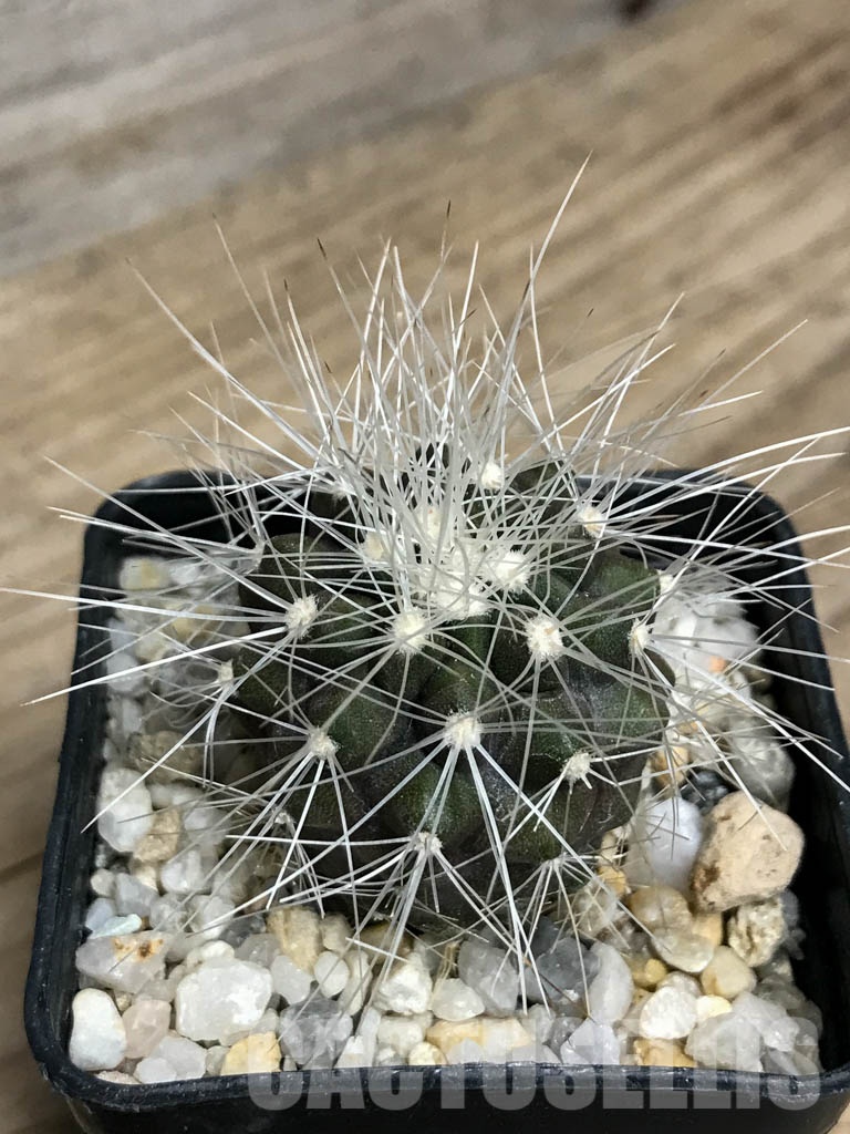 SHPR8550 Copiapoa krainziana, San Ramon - immagine 4
