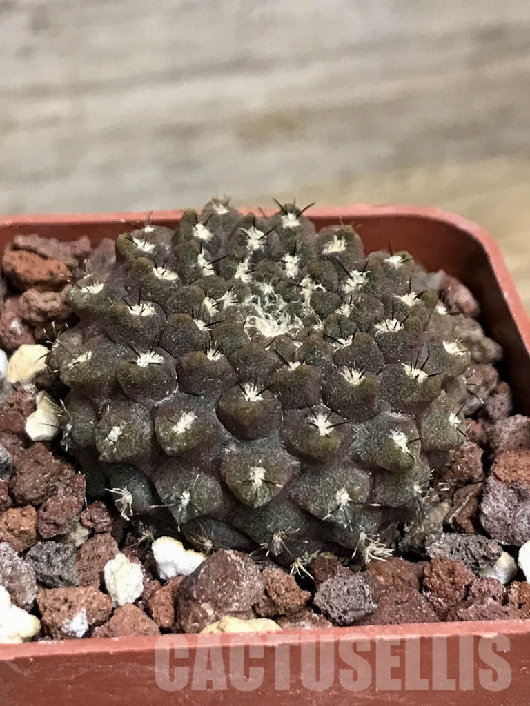 SHPR8553 Thelocephala esmeraldana - Image 2