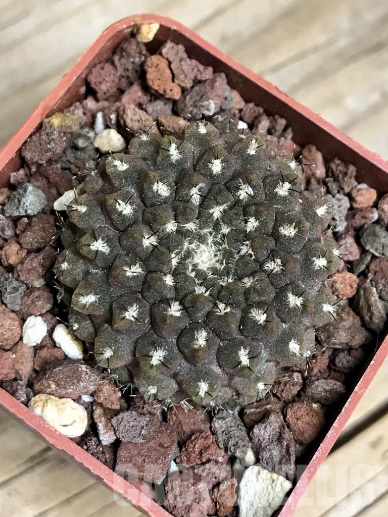 SHPR8553 Thelocephala esmeraldana