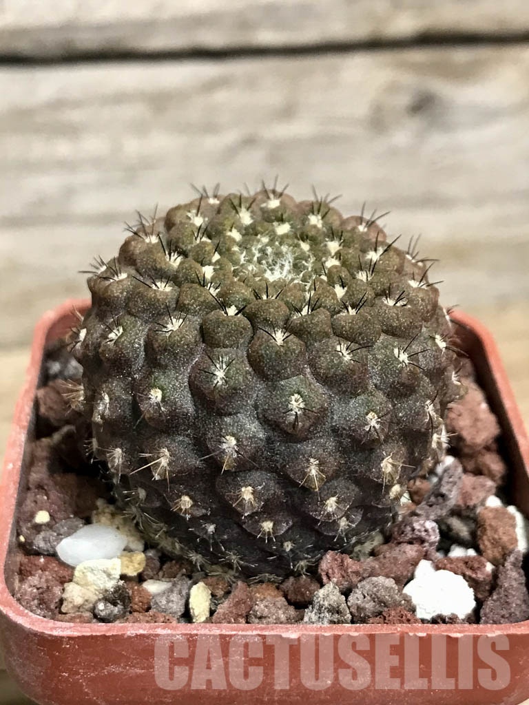 SHPR8554 Thelocephala esmeraldana - Image 2