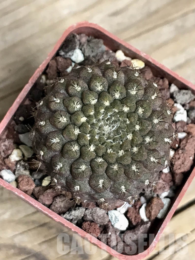 SHPR8554 Thelocephala esmeraldana