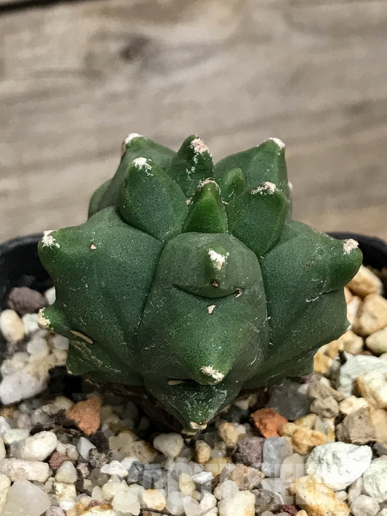 SHPR8557 Astrophytum myriostigma cv. Kikko nudum – Image 2