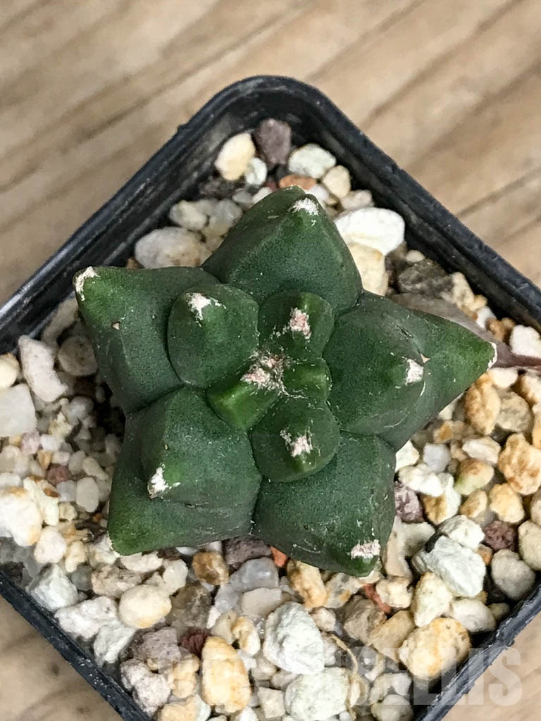 SHPR8557 Astrophytum myriostigma cv. Kikko nudum