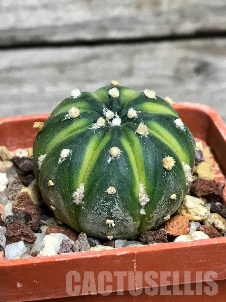 SHPR8562 Astrophytum asterias ‘Lime Green’ - Image 2