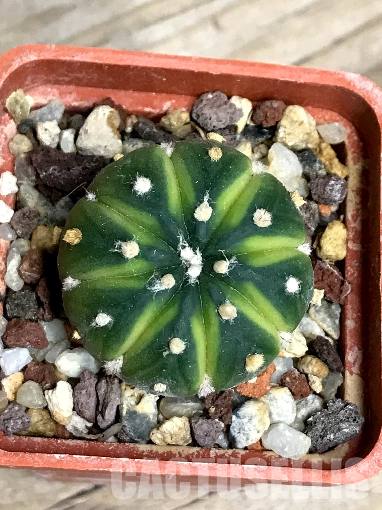 SHPR8562 Astrophytum asterias ‘Lime Green’