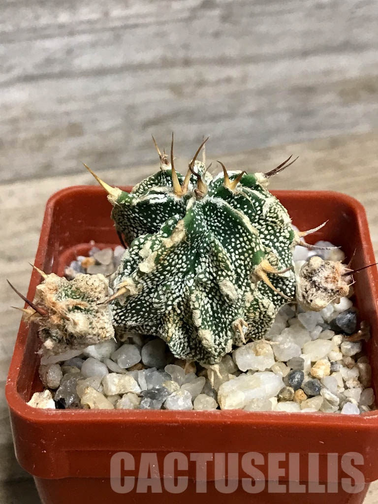 SHPR8564 Astrophytum ornatum cv. Fukuryu – Cactus-online