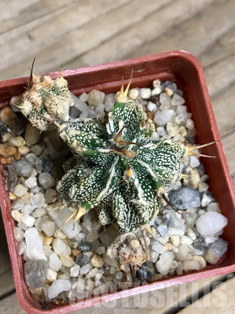 SHPR8564 Astrophytum ornatum cv. Fukuryu - Image 3
