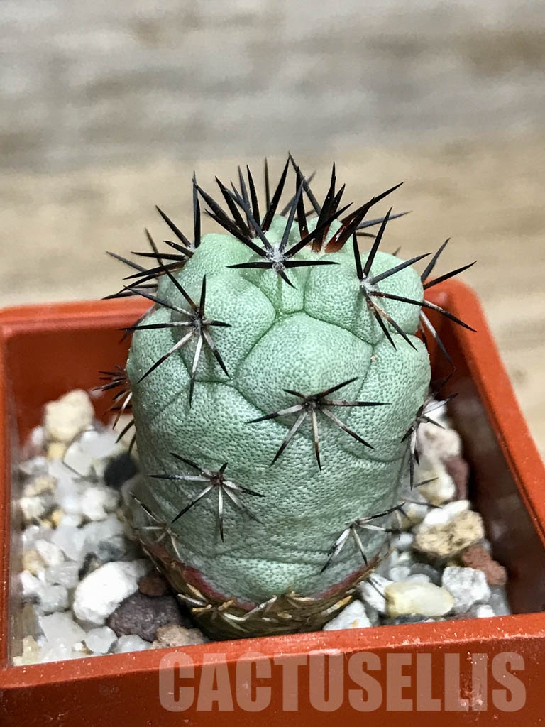 SHPR8565 Ortegocactus macdougallii