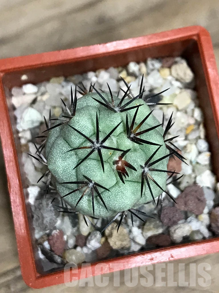 SHPR8565 Ortegocactus macdougallii - Image 3