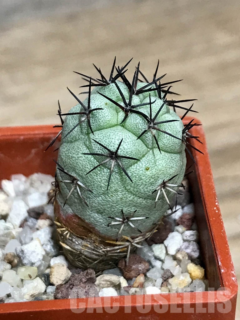 SHPR8565 Ortegocactus macdougallii - Image 4