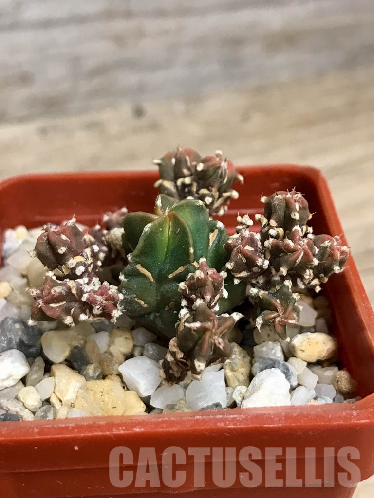 SHPR8568 Astrophytum myriostigma cv. Kikko