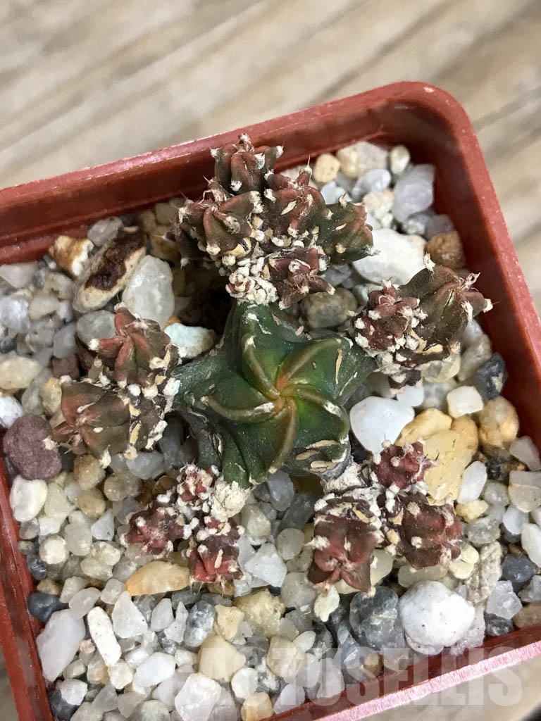 SHPR8568 Astrophytum myriostigma cv. Kikko - immagine 3