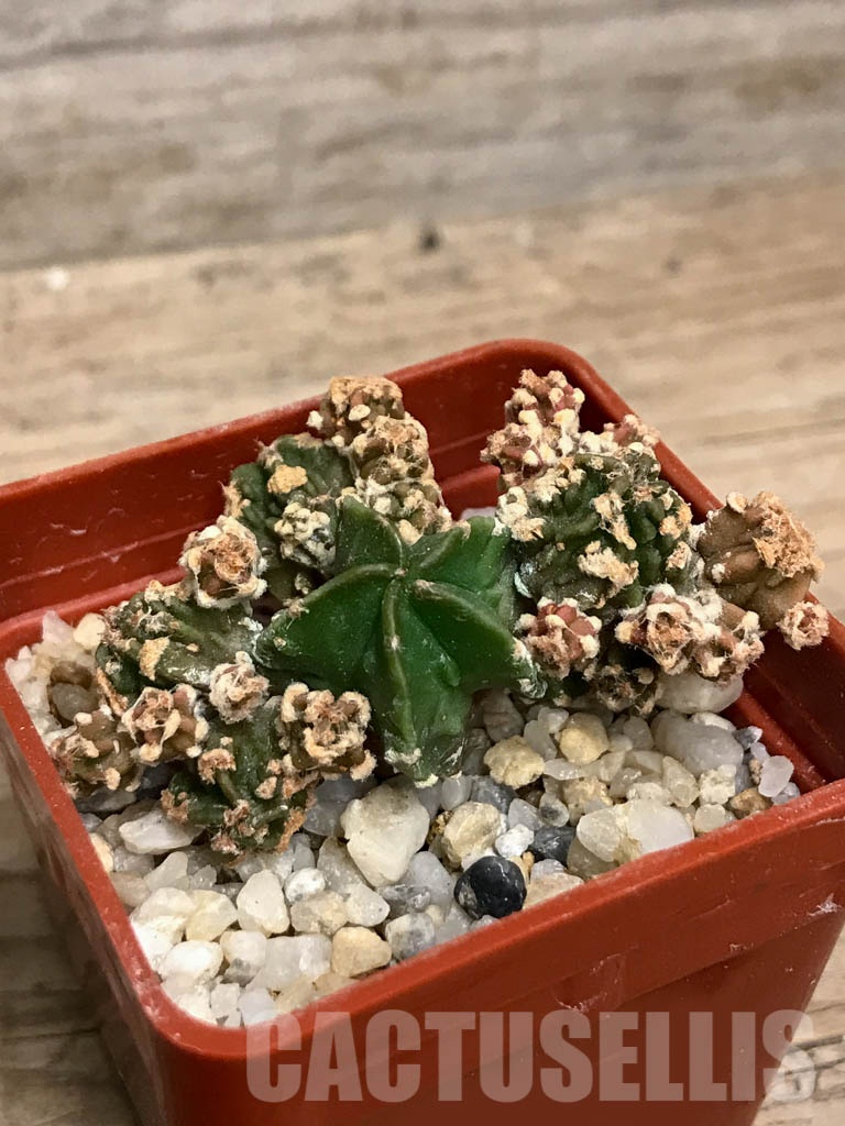 SHPR8569 Astrophytum myriostigma cv. Kikko