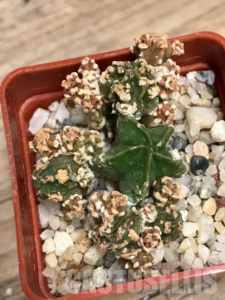 SHPR8569 Astrophytum myriostigma cv. Kikko - immagine 3