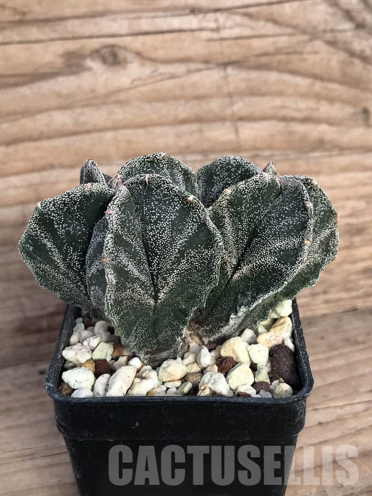 SHPR8572 Astrophytum myriostigma cv. Kikko