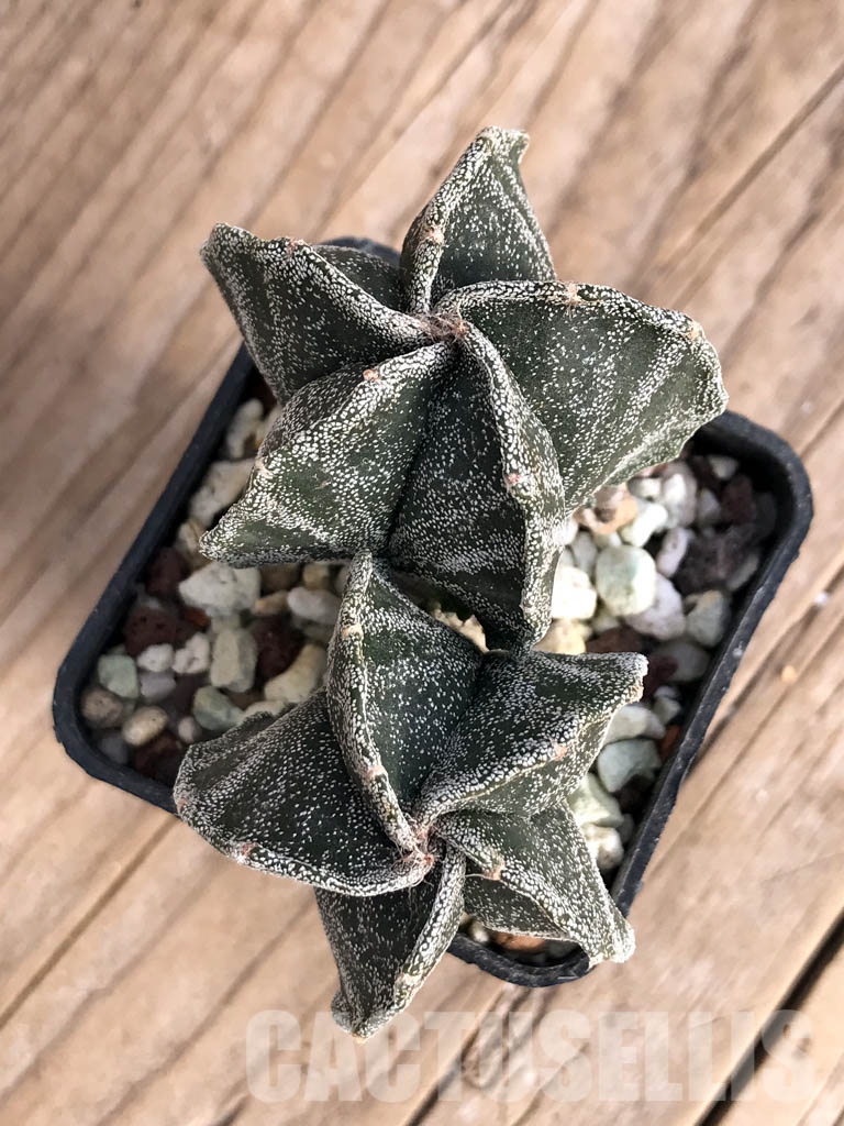 SHPR8572 Astrophytum myriostigma cv. Kikko - Image 3
