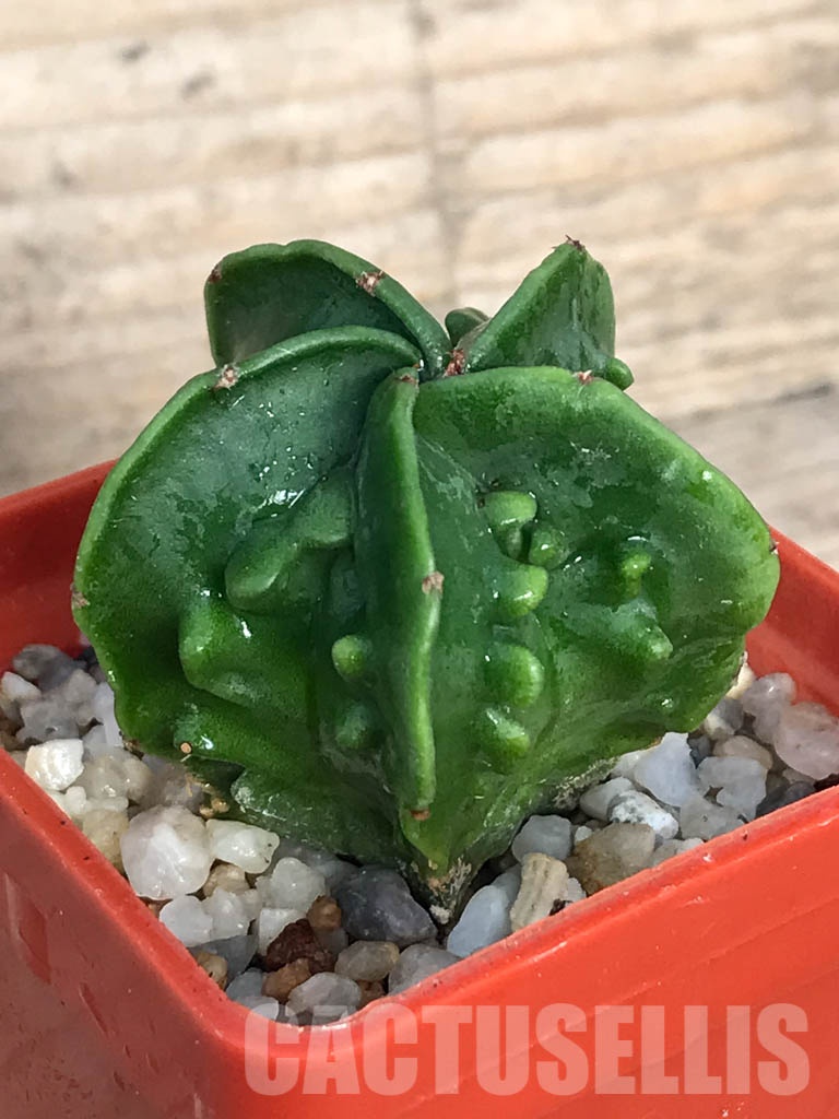 SHPR8573 Astrophytum myriostigma cv. Fukuryu v. nudum