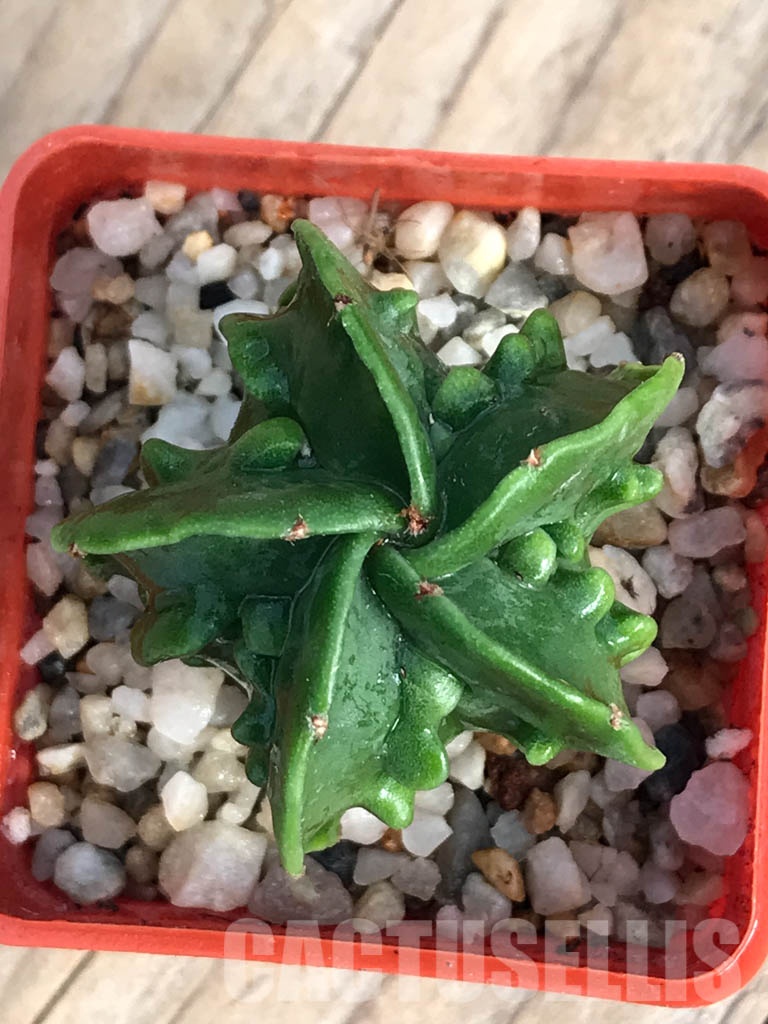 SHPR8573 Astrophytum myriostigma cv. Fukuryu v. nudum - Image 3