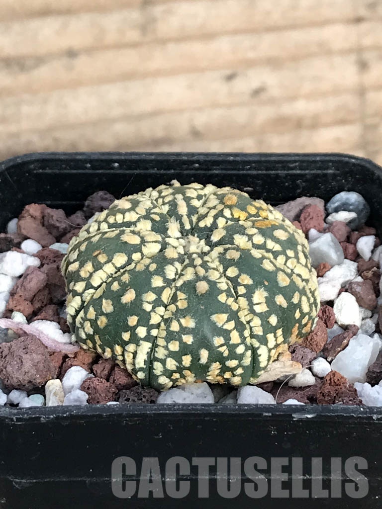 SHPR8574 Astrophytum asterias cv. Superkabuto 'Gold' - Image 2