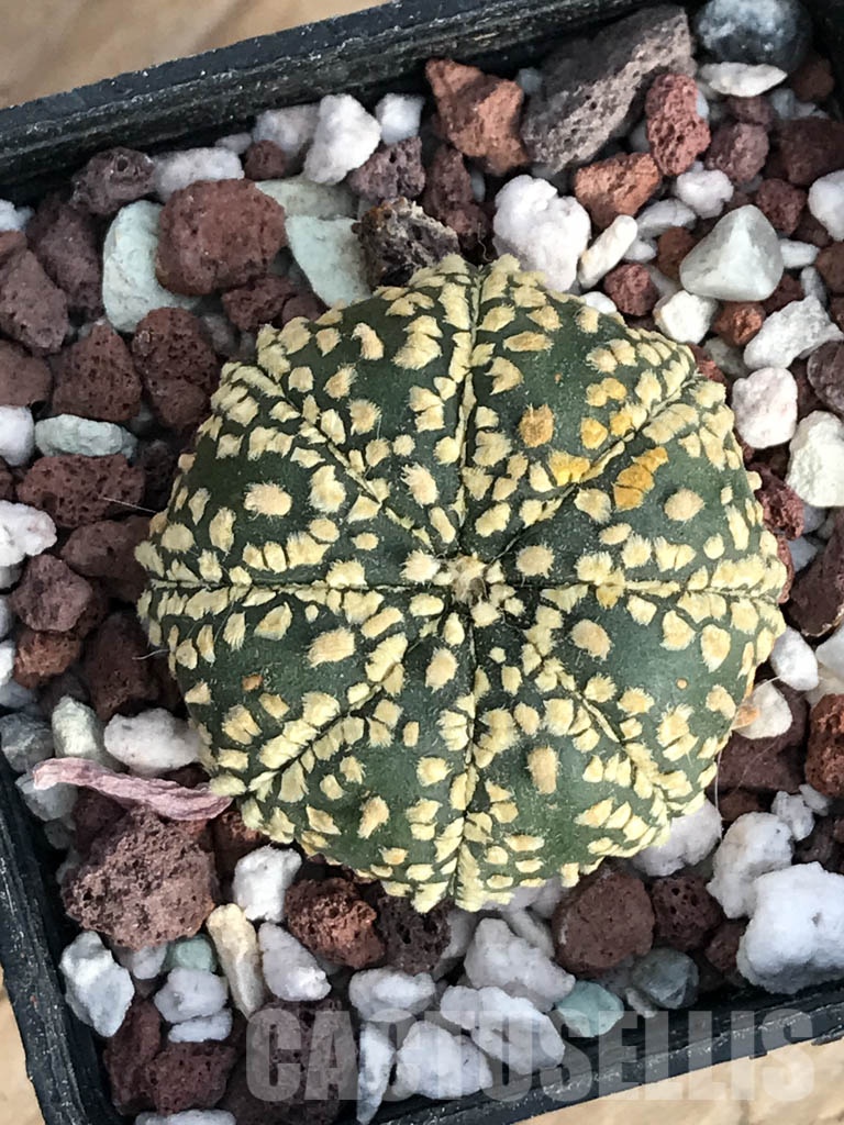 SHPR8574 Astrophytum asterias cv. Superkabuto 'Gold'
