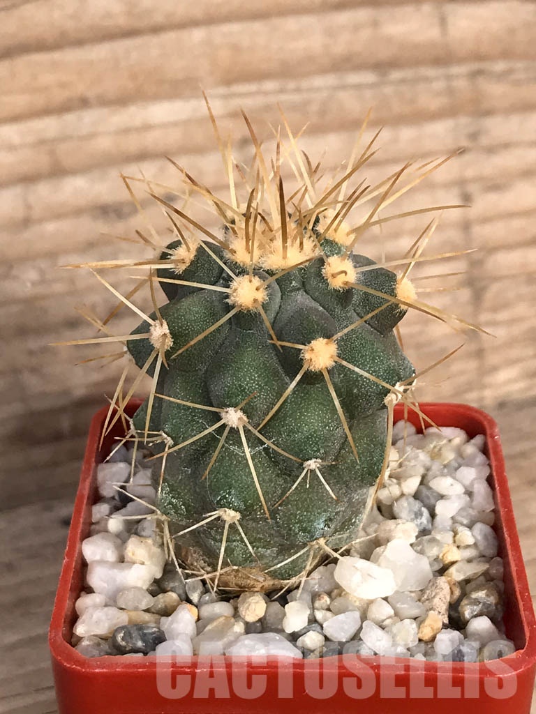 SHPR8575 Copiapoa haseltoniana