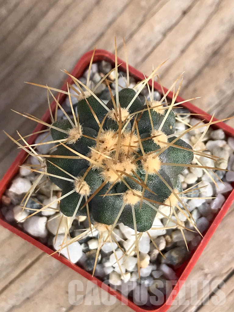 SHPR8575 Copiapoa haseltoniana - Image 3