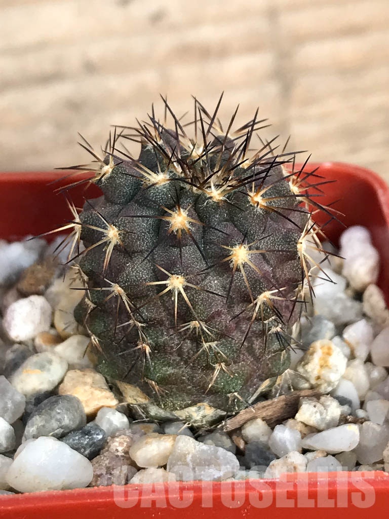 SHPR8576 Copiapoa calderana