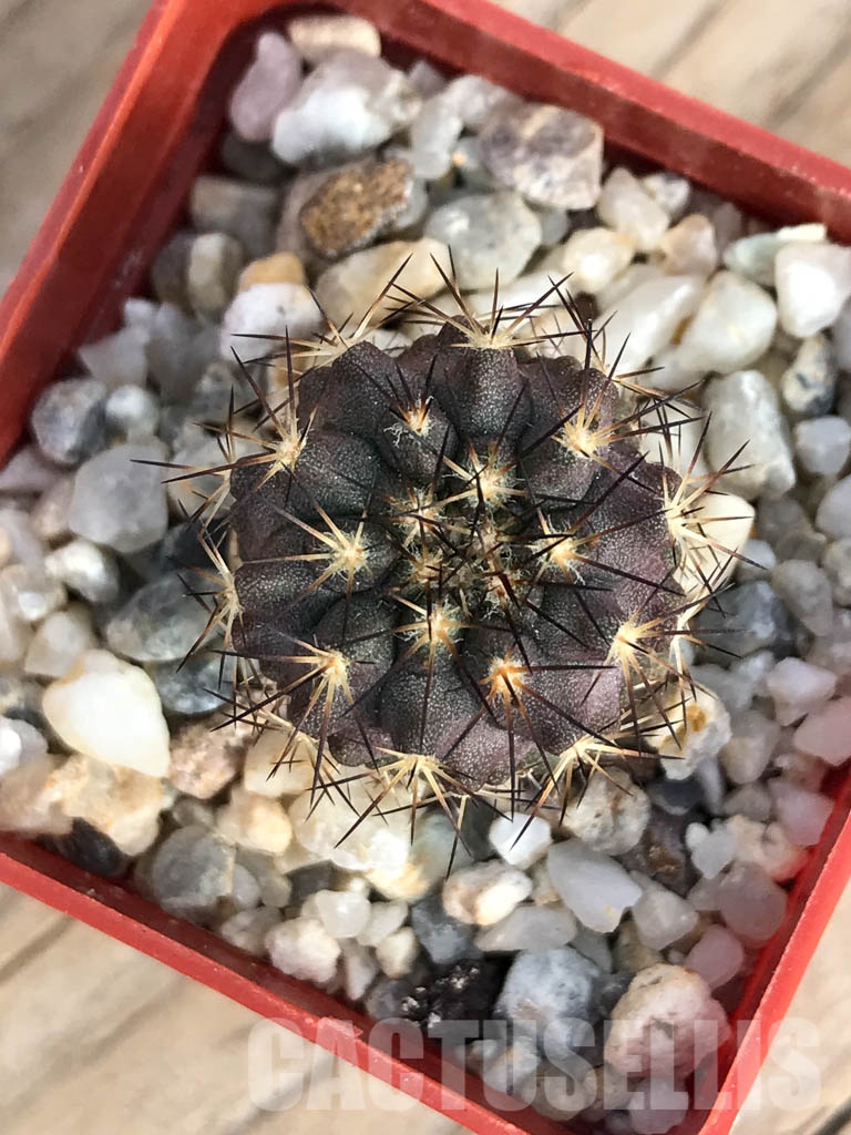 SHPR8576 Copiapoa calderana - Image 3